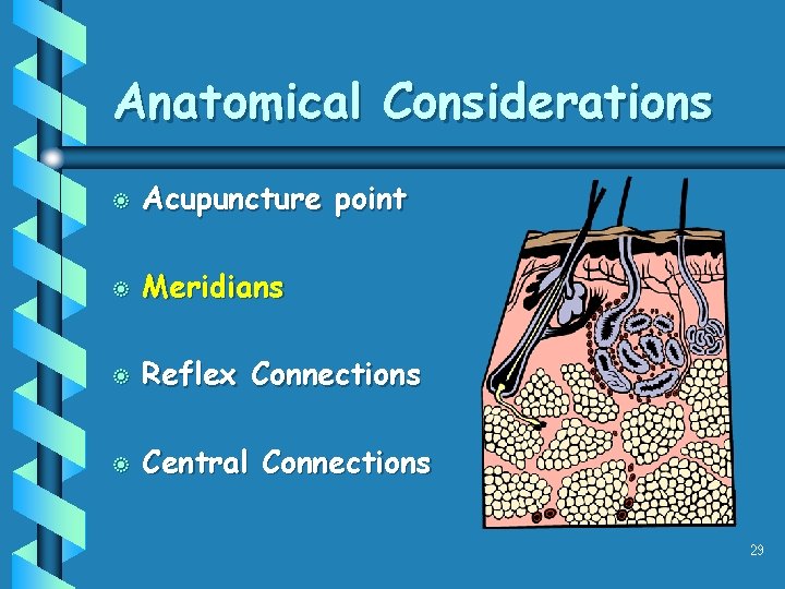 Anatomical Considerations b Acupuncture point b Meridians b Reflex Connections b Central Connections 29