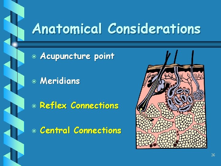 Anatomical Considerations b Acupuncture point b Meridians b Reflex Connections b Central Connections 36