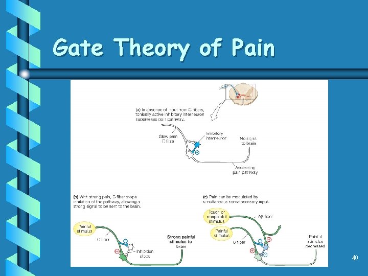 Gate Theory of Pain 40 