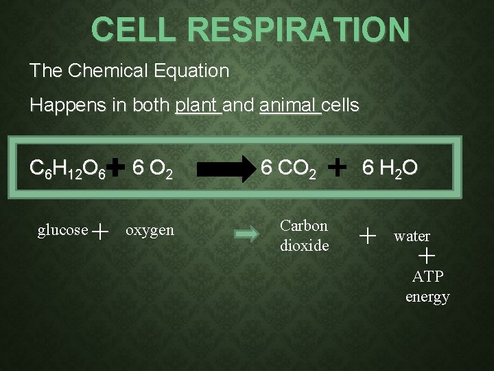 CELL RESPIRATION The Chemical Equation Happens in both plant and animal cells C 6 CELL RESPIRATION The Chemical Equation Happens in both plant and animal cells C 6