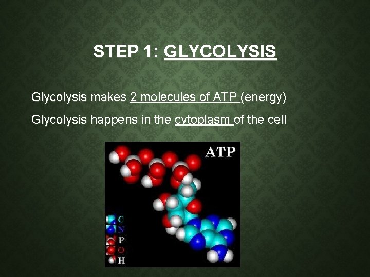 STEP 1: GLYCOLYSIS Glycolysis makes 2 molecules of ATP (energy) Glycolysis happens in the STEP 1: GLYCOLYSIS Glycolysis makes 2 molecules of ATP (energy) Glycolysis happens in the