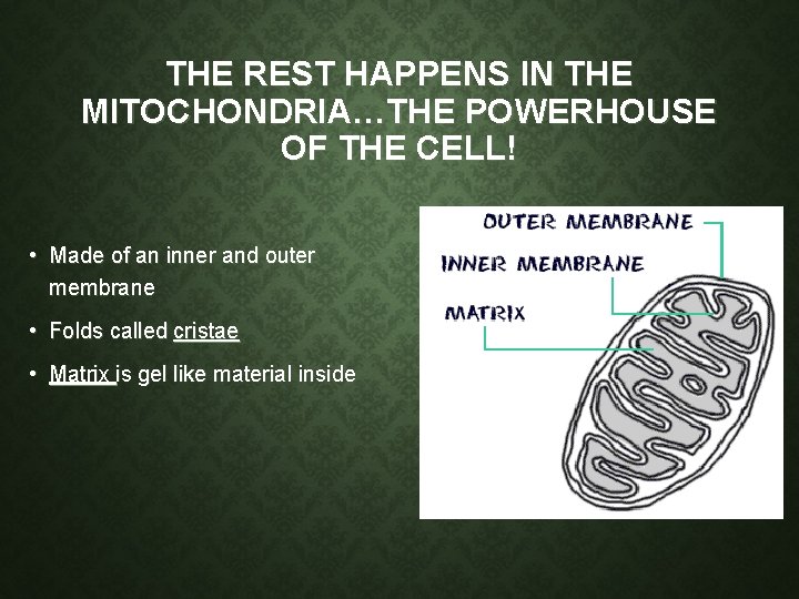 THE REST HAPPENS IN THE MITOCHONDRIA…THE POWERHOUSE OF THE CELL! • Made of an THE REST HAPPENS IN THE MITOCHONDRIA…THE POWERHOUSE OF THE CELL! • Made of an