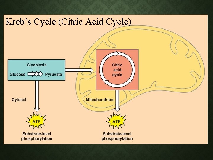Kreb’s Cycle (Citric Acid Cycle) Kreb’s Cycle (Citric Acid Cycle)
