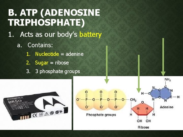 B. ATP (ADENOSINE TRIPHOSPHATE) 1. Acts as our body’s battery a. Contains: 1. Nucleotide B. ATP (ADENOSINE TRIPHOSPHATE) 1. Acts as our body’s battery a. Contains: 1. Nucleotide