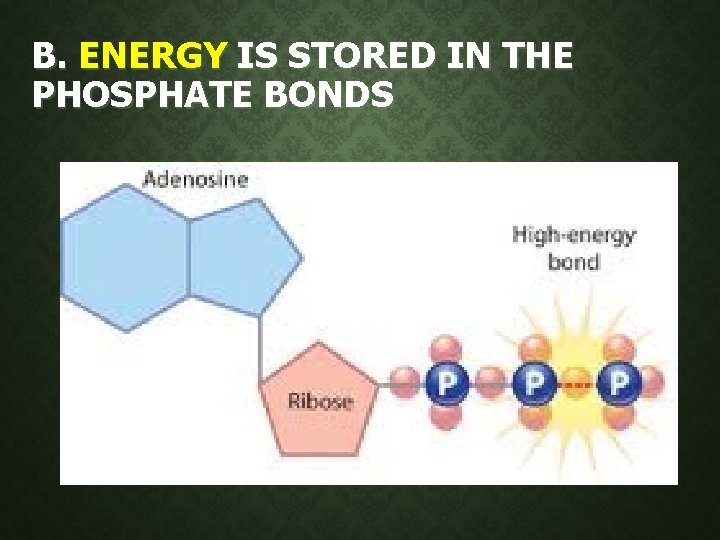 B. ENERGY IS STORED IN THE PHOSPHATE BONDS B. ENERGY IS STORED IN THE PHOSPHATE BONDS