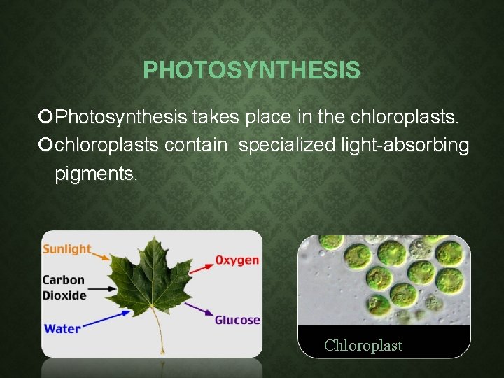 PHOTOSYNTHESIS Photosynthesis takes place in the chloroplasts contain specialized light-absorbing pigments. Chloroplast PHOTOSYNTHESIS Photosynthesis takes place in the chloroplasts contain specialized light-absorbing pigments. Chloroplast