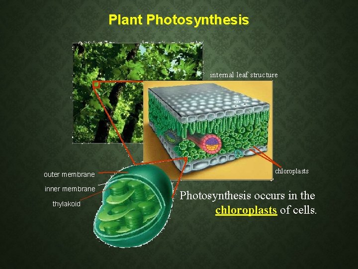 Plant Photosynthesis internal leaf structure outer membrane inner membrane thylakoid chloroplasts Photosynthesis occurs in Plant Photosynthesis internal leaf structure outer membrane inner membrane thylakoid chloroplasts Photosynthesis occurs in