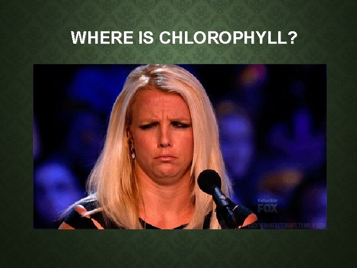 WHERE IS CHLOROPHYLL? WHERE IS CHLOROPHYLL?