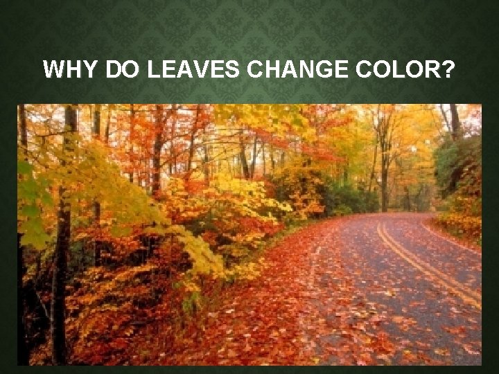 WHY DO LEAVES CHANGE COLOR? WHY DO LEAVES CHANGE COLOR?
