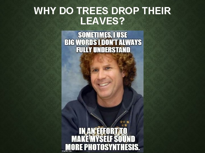 WHY DO TREES DROP THEIR LEAVES? WHY DO TREES DROP THEIR LEAVES?