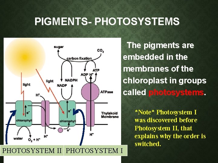 PIGMENTS- PHOTOSYSTEMS The pigments are embedded in the membranes of the chloroplast in groups PIGMENTS- PHOTOSYSTEMS The pigments are embedded in the membranes of the chloroplast in groups