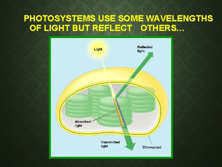PHOTOSYSTEMS USE SOME WAVELENGTHS OF LIGHT BUT REFLECT OTHERS… PHOTOSYSTEMS USE SOME WAVELENGTHS OF LIGHT BUT REFLECT OTHERS…