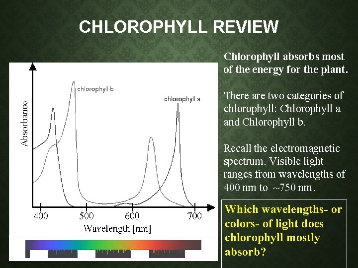 CHLOROPHYLL REVIEW Chlorophyll absorbs most of the energy for the plant. There are two CHLOROPHYLL REVIEW Chlorophyll absorbs most of the energy for the plant. There are two