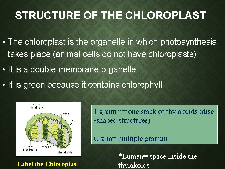 STRUCTURE OF THE CHLOROPLAST • The chloroplast is the organelle in which photosynthesis takes STRUCTURE OF THE CHLOROPLAST • The chloroplast is the organelle in which photosynthesis takes
