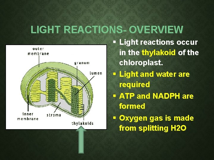 LIGHT REACTIONS- OVERVIEW Light reactions occur in the thylakoid of the chloroplast. Light and LIGHT REACTIONS- OVERVIEW Light reactions occur in the thylakoid of the chloroplast. Light and