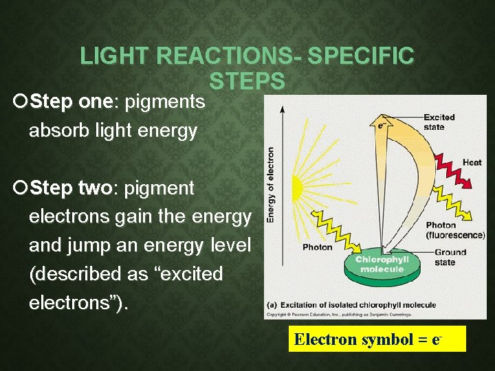 LIGHT REACTIONS- SPECIFIC STEPS Step one: pigments absorb light energy Step two: pigment electrons LIGHT REACTIONS- SPECIFIC STEPS Step one: pigments absorb light energy Step two: pigment electrons