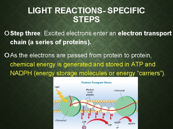 LIGHT REACTIONS- SPECIFIC STEPS Step three: Excited electrons enter an electron transport chain (a LIGHT REACTIONS- SPECIFIC STEPS Step three: Excited electrons enter an electron transport chain (a