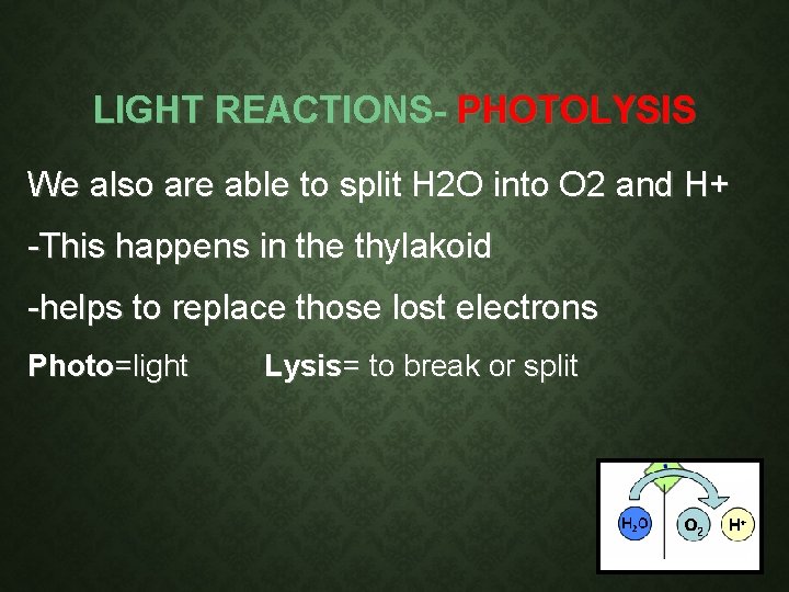 LIGHT REACTIONS- PHOTOLYSIS We also are able to split H 2 O into O LIGHT REACTIONS- PHOTOLYSIS We also are able to split H 2 O into O