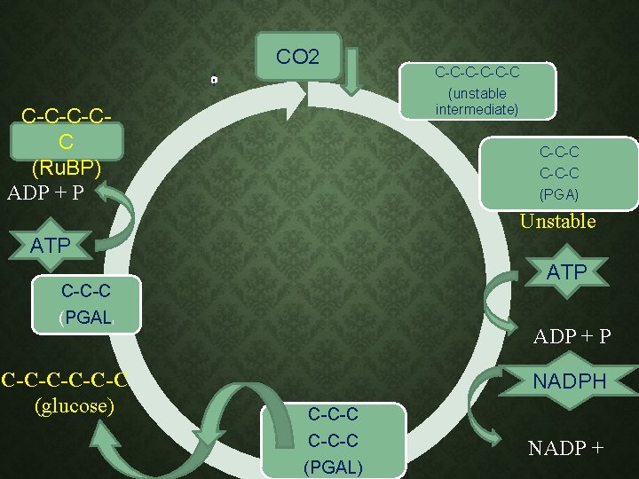 CO 2 C-C-C-C C O 2 (unstable intermediate) C-C-C-CC (Ru. BP) ADP + P CO 2 C-C-C-C C O 2 (unstable intermediate) C-C-C-CC (Ru. BP) ADP + P