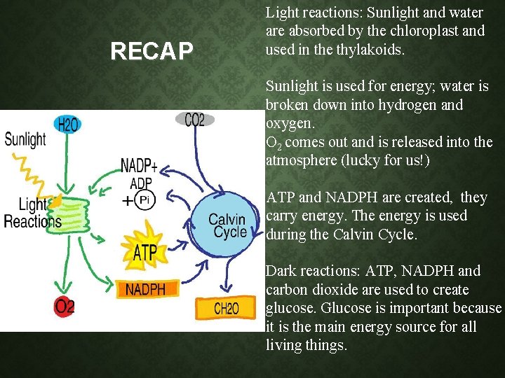 RECAP Light reactions: Sunlight and water are absorbed by the chloroplast and used in RECAP Light reactions: Sunlight and water are absorbed by the chloroplast and used in
