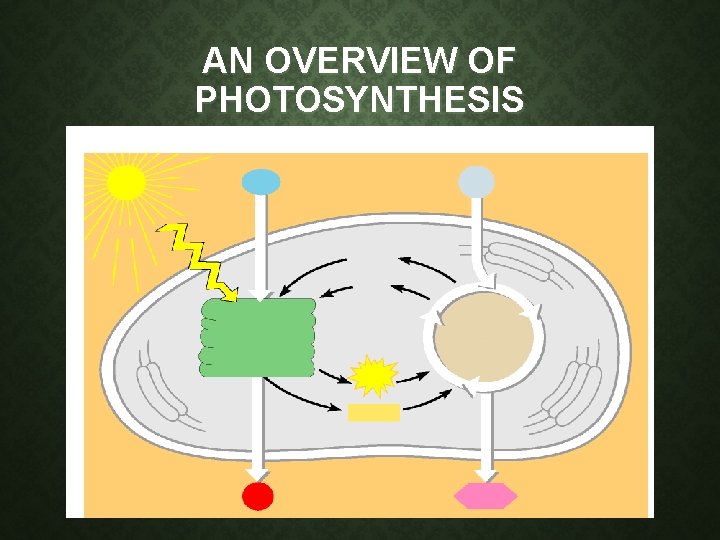 AN OVERVIEW OF PHOTOSYNTHESIS AN OVERVIEW OF PHOTOSYNTHESIS