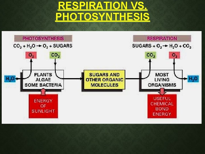 RESPIRATION VS. PHOTOSYNTHESIS RESPIRATION VS. PHOTOSYNTHESIS
