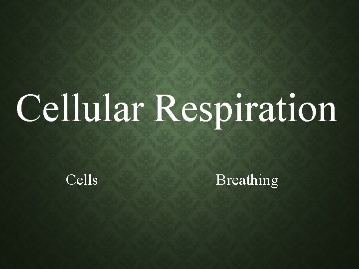 Cellular Respiration Cells Breathing Cellular Respiration Cells Breathing