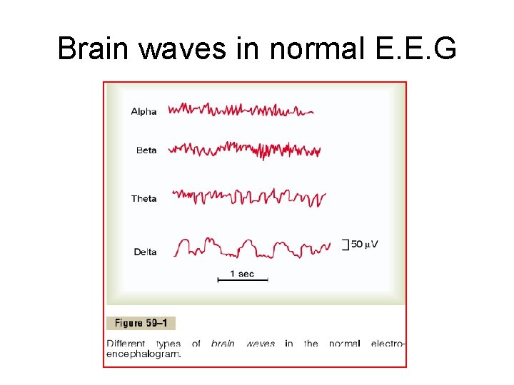 Brain waves in normal E. E. G 