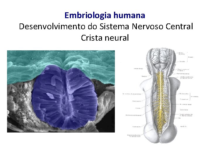 Embriologia humana Desenvolvimento do Sistema Nervoso Central Crista neural 