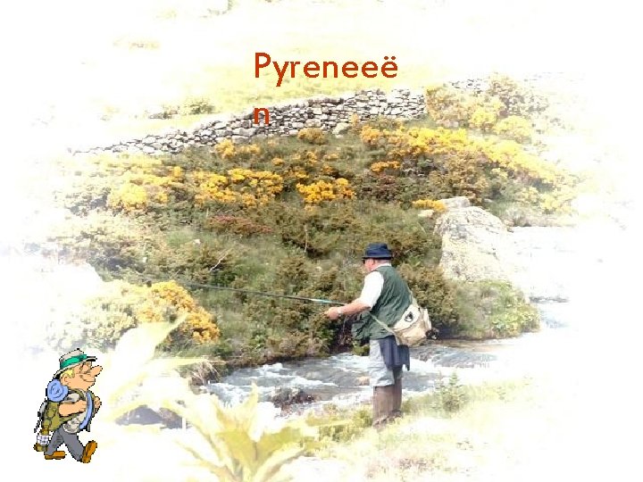 Pyreneeë n 