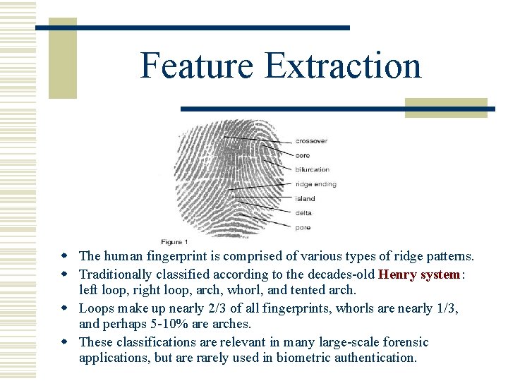 Feature Extraction w The human fingerprint is comprised of various types of ridge patterns.