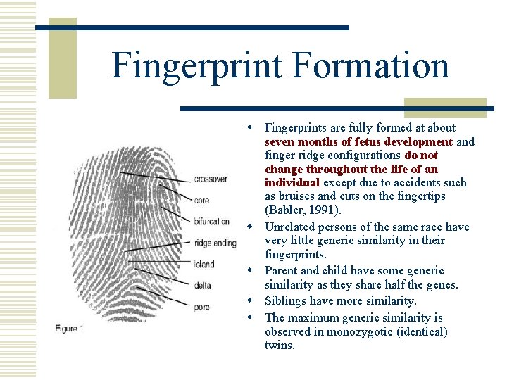 Fingerprint Formation w Fingerprints are fully formed at about seven months of fetus development