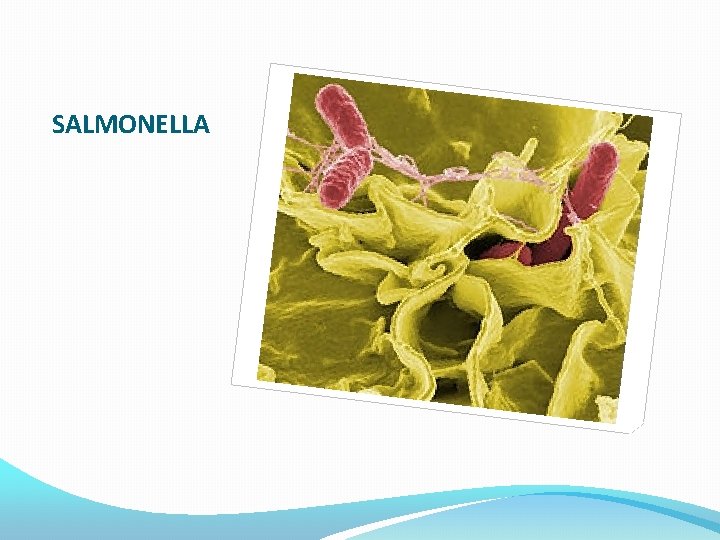 SALMONELLA 