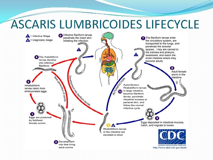 ASCARIS LUMBRICOIDES LIFECYCLE 