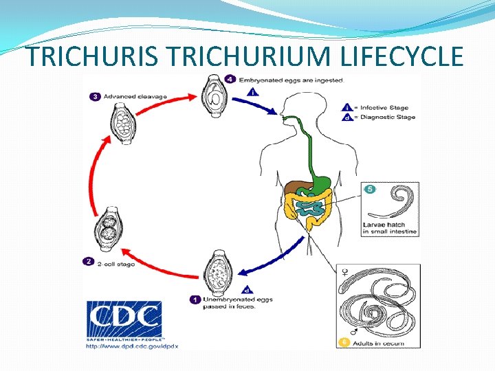 TRICHURIS TRICHURIUM LIFECYCLE 