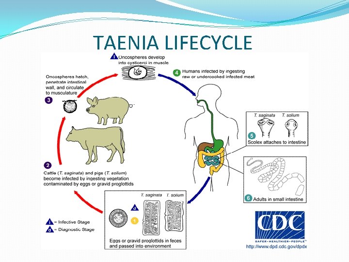 TAENIA LIFECYCLE 