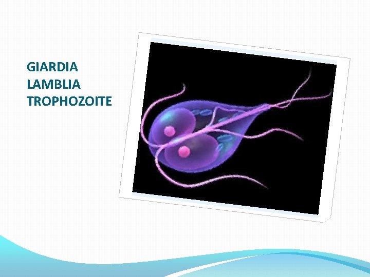 GIARDIA LAMBLIA TROPHOZOITE 