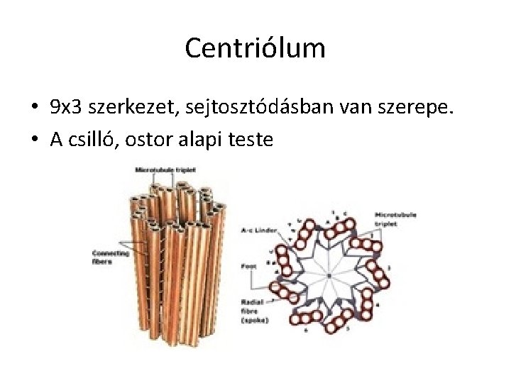 Centriólum • 9 x 3 szerkezet, sejtosztódásban van szerepe. • A csilló, ostor alapi