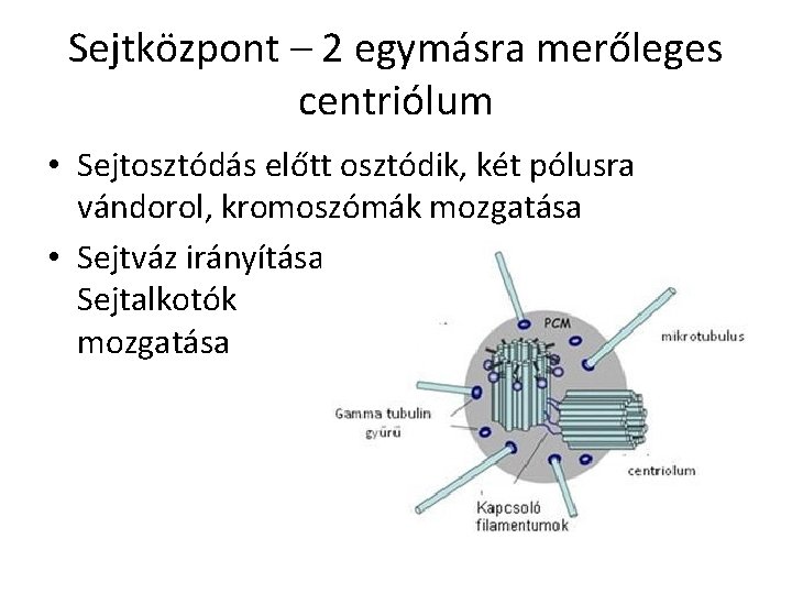 Sejtközpont – 2 egymásra merőleges centriólum • Sejtosztódás előtt osztódik, két pólusra vándorol, kromoszómák