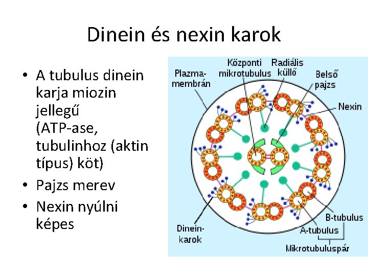 Dinein és nexin karok • A tubulus dinein karja miozin jellegű (ATP-ase, tubulinhoz (aktin