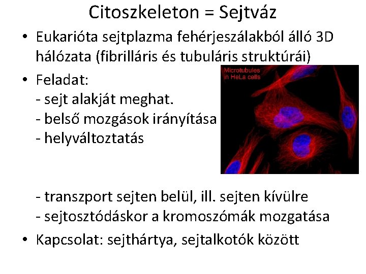 Citoszkeleton = Sejtváz • Eukarióta sejtplazma fehérjeszálakból álló 3 D hálózata (fibrilláris és tubuláris