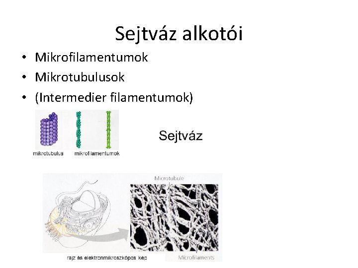 Sejtváz alkotói • Mikrofilamentumok • Mikrotubulusok • (Intermedier filamentumok) 