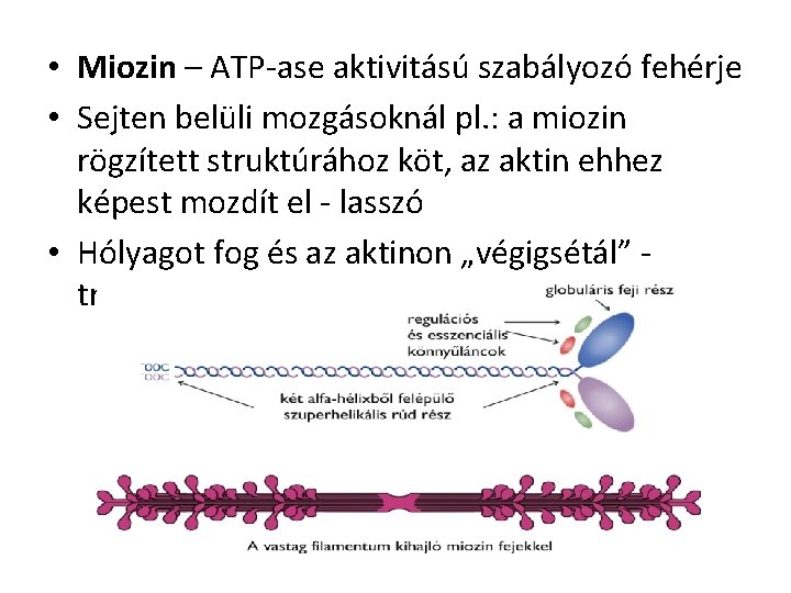  • Miozin – ATP-ase aktivitású szabályozó fehérje • Sejten belüli mozgásoknál pl. :
