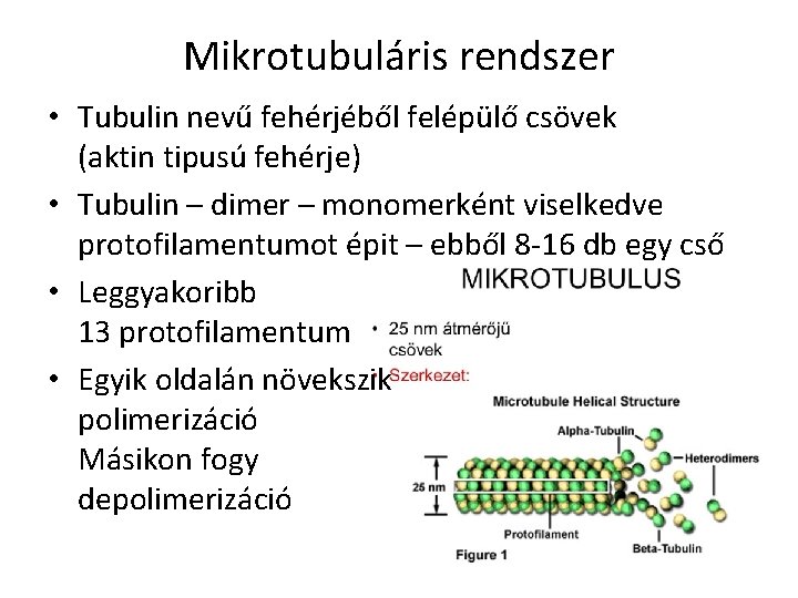 Mikrotubuláris rendszer • Tubulin nevű fehérjéből felépülő csövek (aktin tipusú fehérje) • Tubulin –