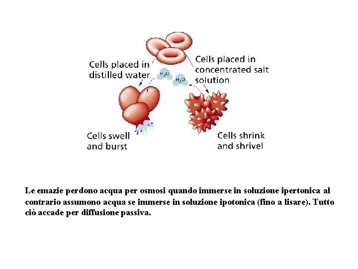 Le emazie perdono acqua per osmosi quando immerse in soluzione ipertonica al contrario assumono