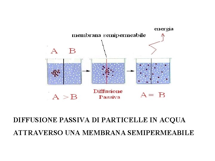 DIFFUSIONE PASSIVA DI PARTICELLE IN ACQUA ATTRAVERSO UNA MEMBRANA SEMIPERMEABILE 