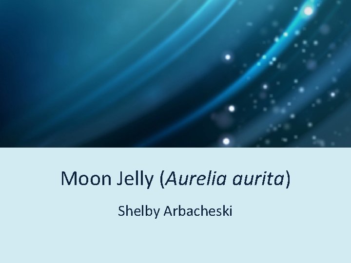 Moon Jelly (Aurelia aurita) Shelby Arbacheski 