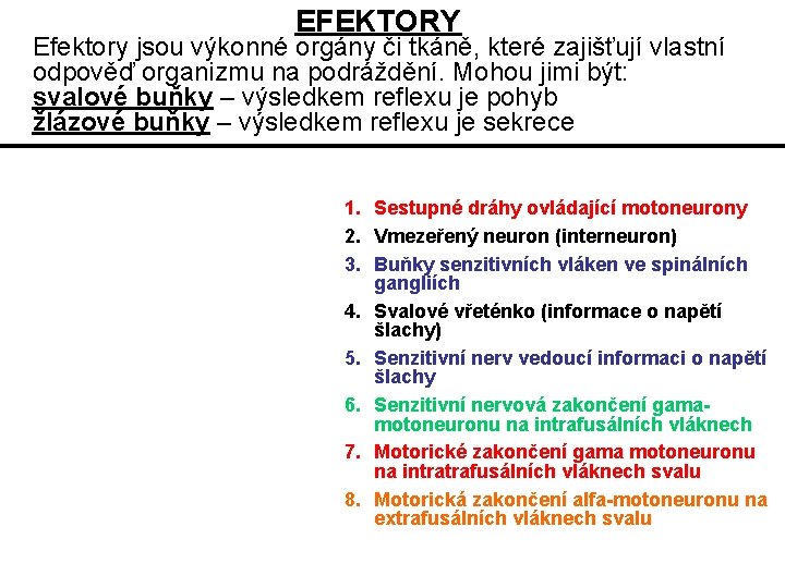 EFEKTORY Efektory jsou výkonné orgány či tkáně, které zajišťují vlastní odpověď organizmu na podráždění.