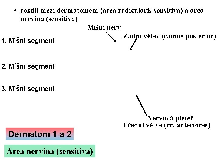  • rozdíl mezi dermatomem (area radicularis sensitiva) a area nervina (sensitiva) Míšní nerv