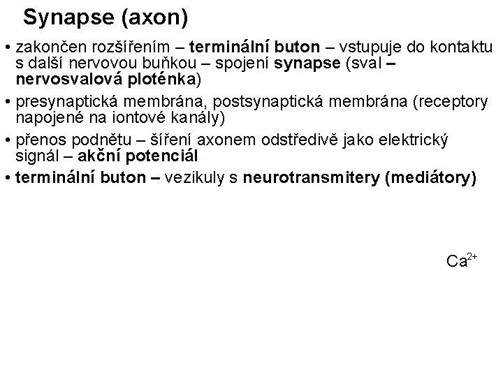 Synapse (axon) • zakončen rozšířením – terminální buton – vstupuje do kontaktu s další